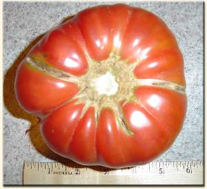 Brandy Wine, Heirloom Tomatoes are our best tasting that we grow
